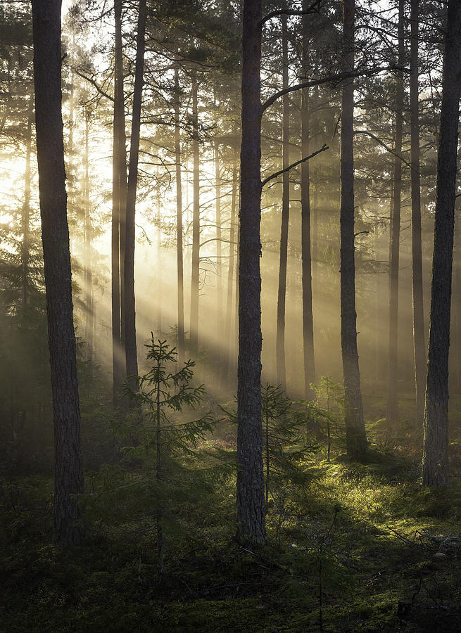 Foggy Forest Photograph by Christian Lindsten | Fine Art America