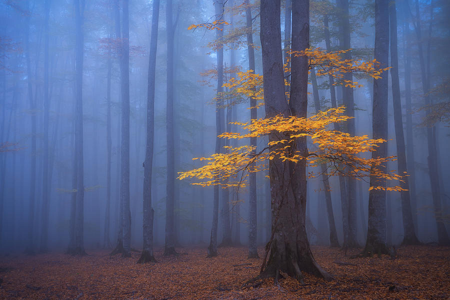 Foggy Forest Photograph by D.fazaeli