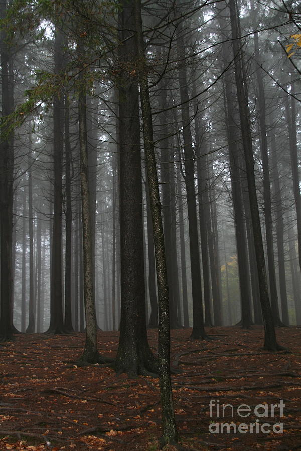 Tree Photograph - Foggy Forest by Heather Allen