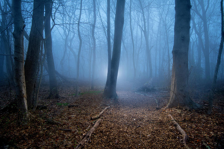 Foggy Forest Photograph by Jim Greipp - Fine Art America