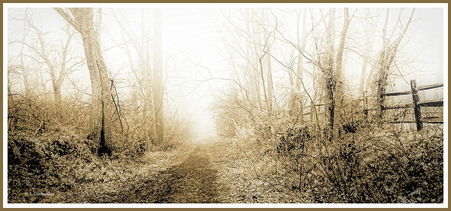 Foggy Forest Morning Photograph by A Macarthur Gurmankin
