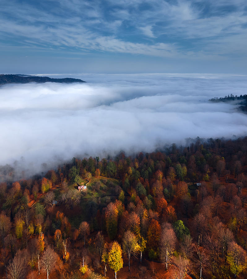 Foggy Forest Panoramic View Photograph by Majid Behzad