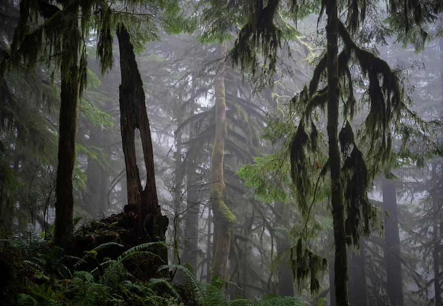 Foggy Forest Photograph by Steven Clark