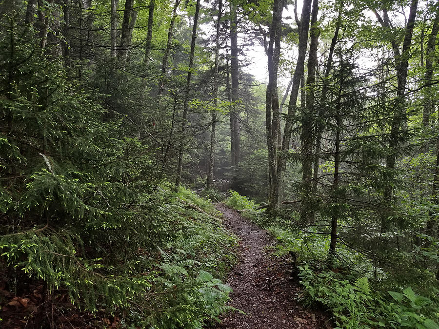 Foggy Forest Photograph by Susan Mize - Fine Art America