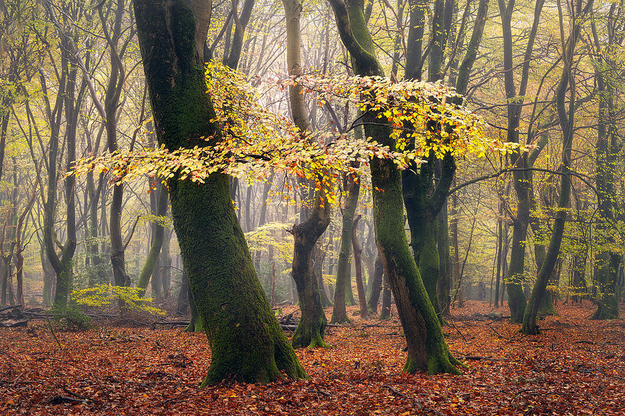 Fall Photograph - Foggy Forest by Yang Jiao