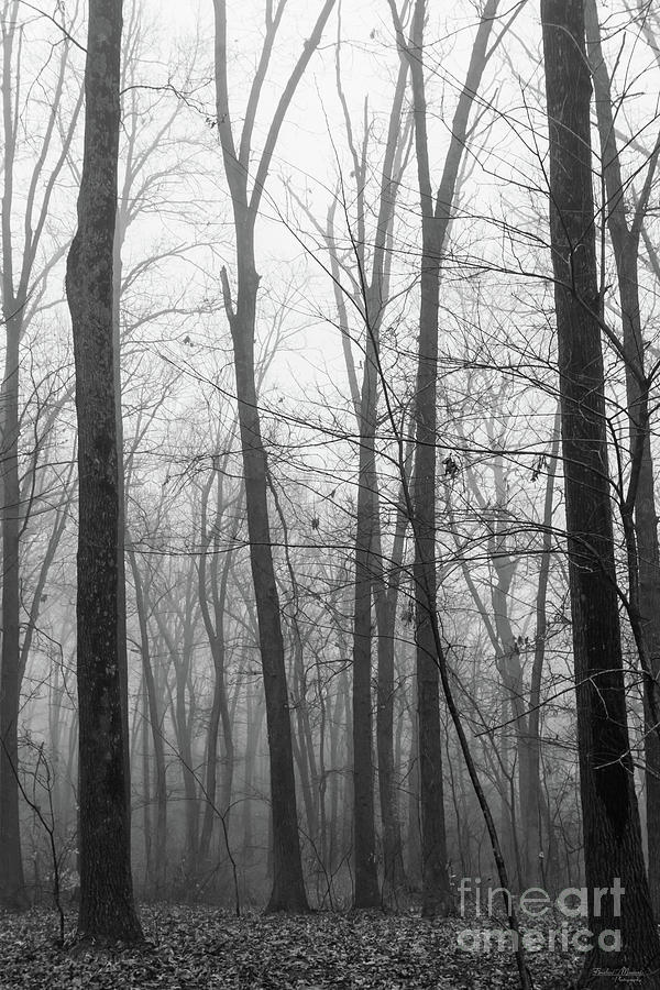 Foggy In The Woods Grayscale Photograph by Jennifer White