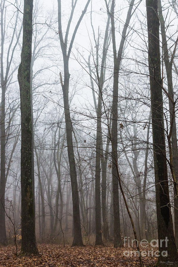 Foggy In The Woods Photograph by Jennifer White