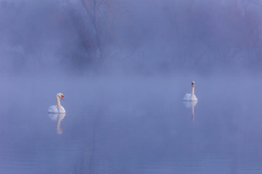 Foggy Lake Photograph by Wei Liu