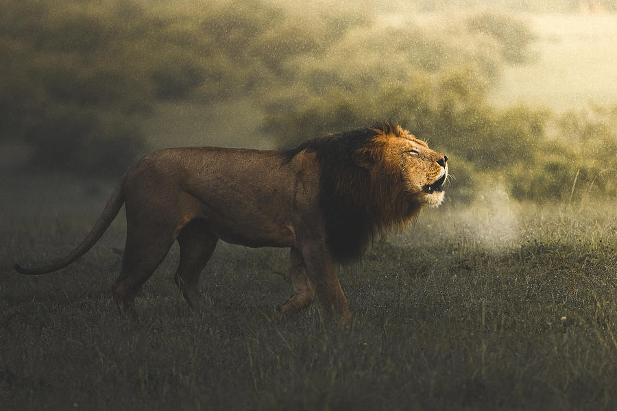 Foggy Lion Photograph by Ahmed Sobhi - Fine Art America