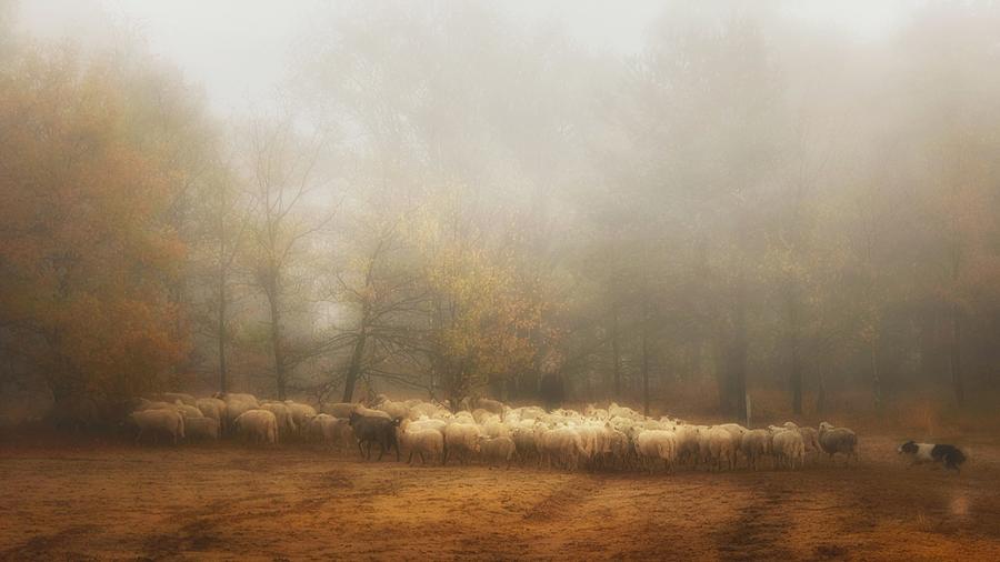 Sheep Photograph - Foggy Memory From The Past by Saskia Dingemans