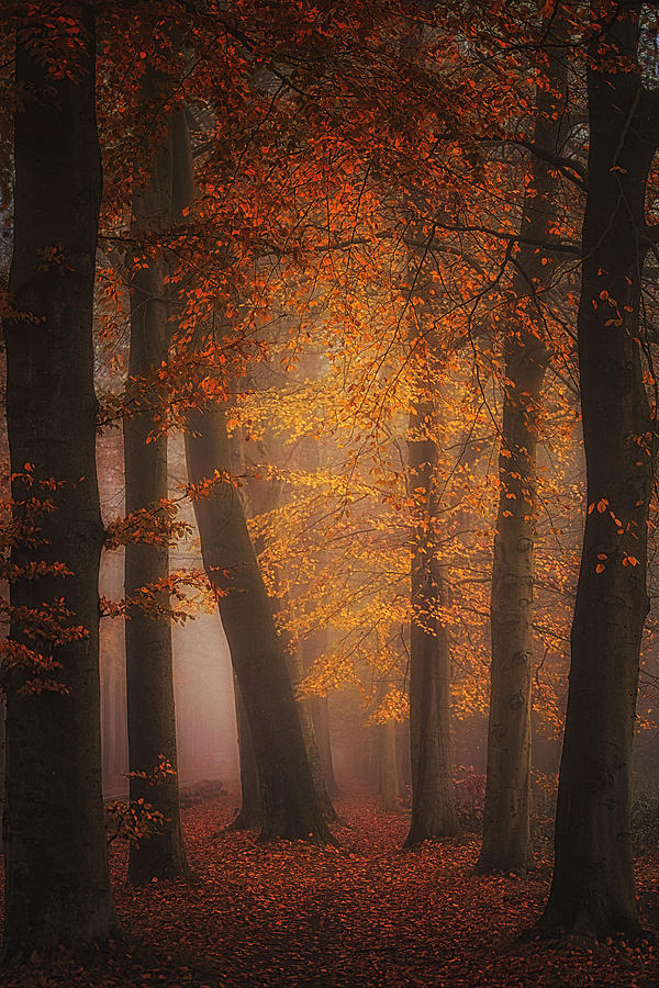 Fall Photograph - Foggy Memory Of Autumn. by Saskia Dingemans