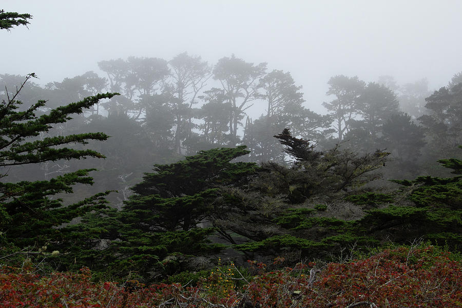 Foggy Morning at Point Lobos 2 by Marie Leslie Foggy Morning at Point Lobos 2 by Marie Leslie