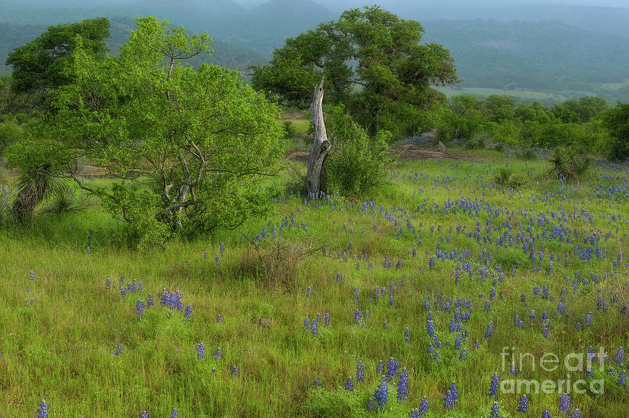 Foggy Morning Bluebonnets by Patti Schulze Foggy Morning Bluebonnets by Patti Schulze