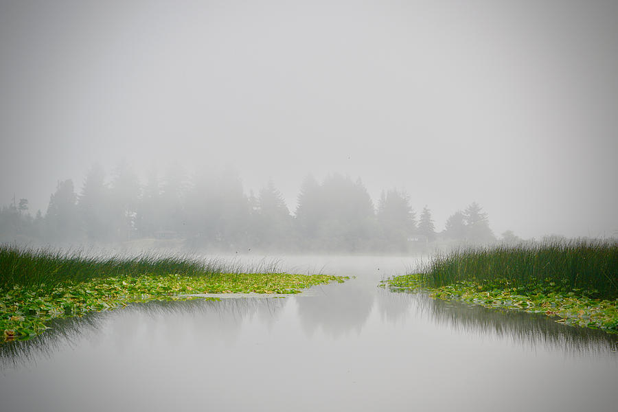 Foggy Morning Photograph by Bonnie Bruno