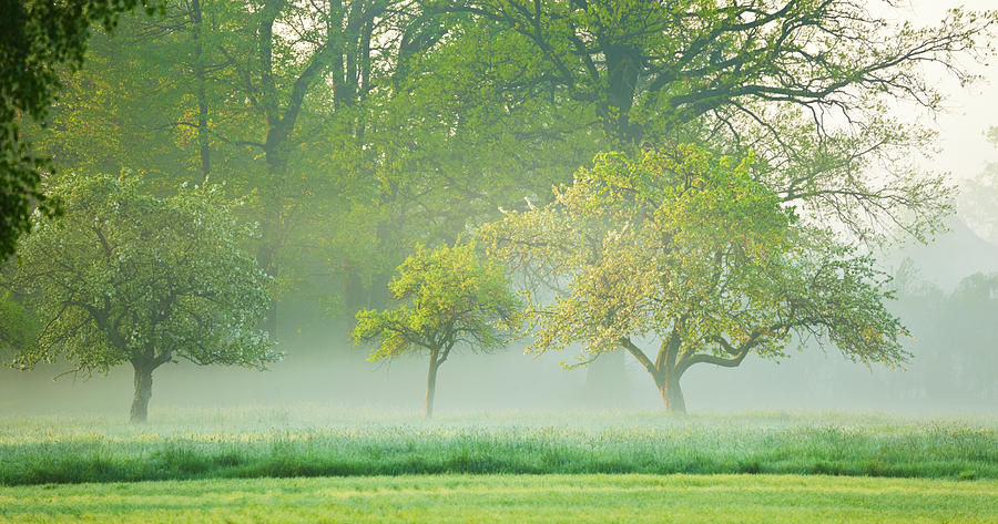 Foggy Morning Photograph by Brzozowska