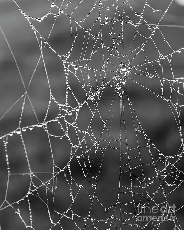Foggy Morning Dew Spider Web Photograph by Antony McAulay
