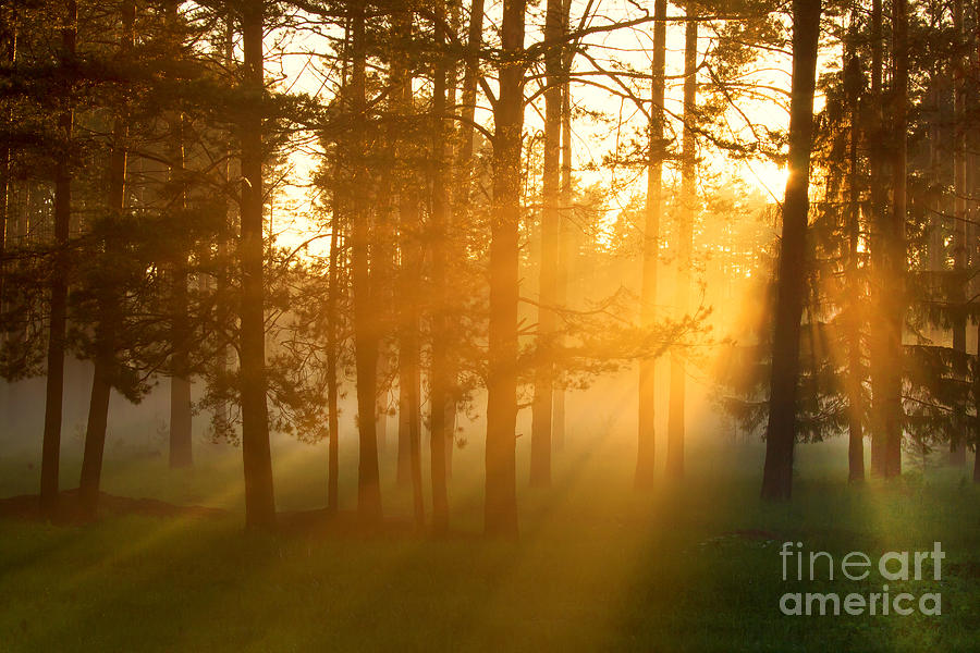 Magic Photograph - Foggy Morning In A Forest by Belkos Magic Photograph - Foggy Morning In A Forest by Belkos
