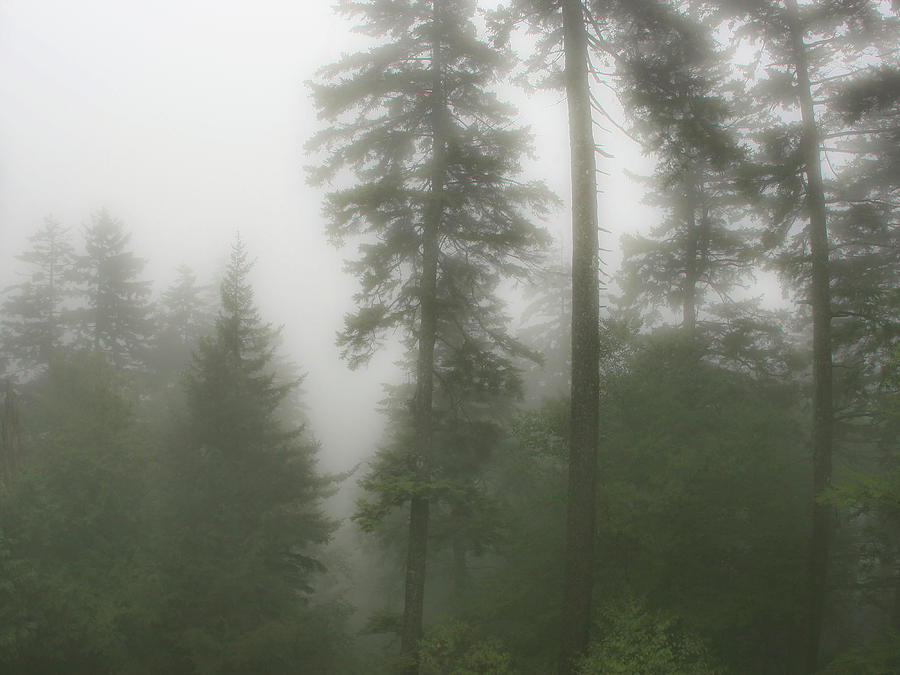 Foggy Morning in Great Smoky Mountains Photograph by Dangerous Balcony ...