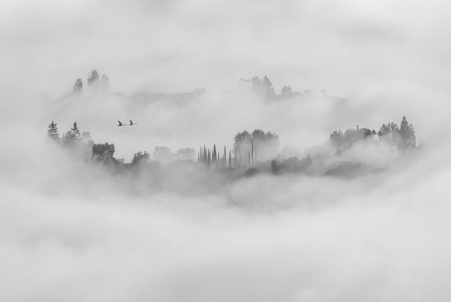 Tree Photograph - Foggy Morning In Los Angeles by Jay Wang