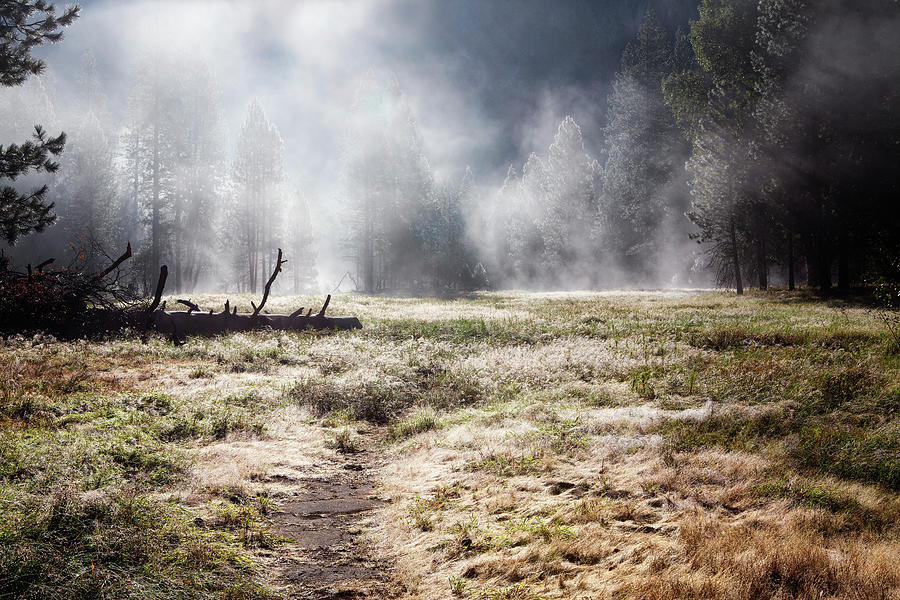 Foggy Morning In Yosemite Valley Photograph by Lucynakoch