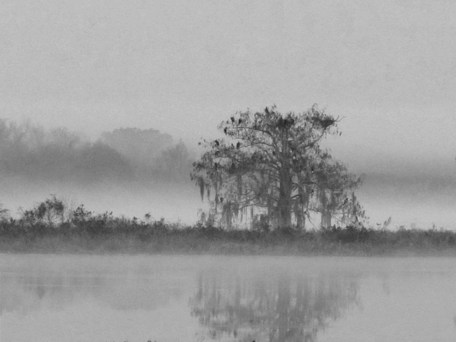 Foggy Morning Marsh In Black And White Photograph by Christopher Mercer