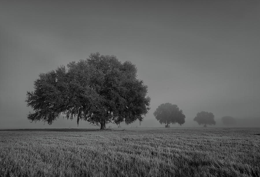 foggy morning oaks by Kenny Nobles foggy morning oaks by Kenny Nobles