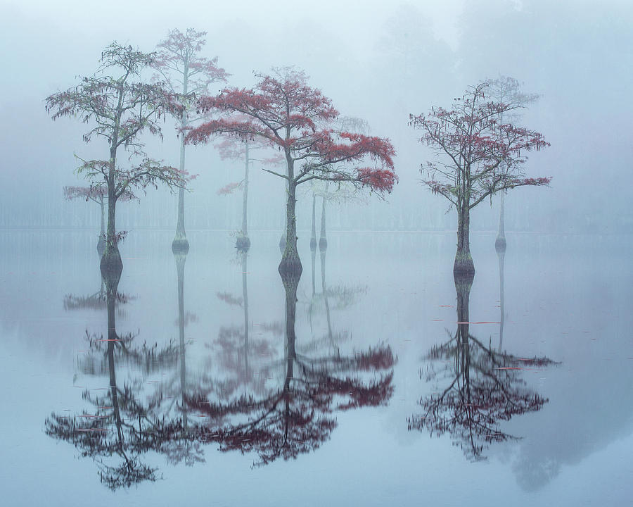 Foggy Morning on Cypress Lake Photograph by Alex Mironyuk