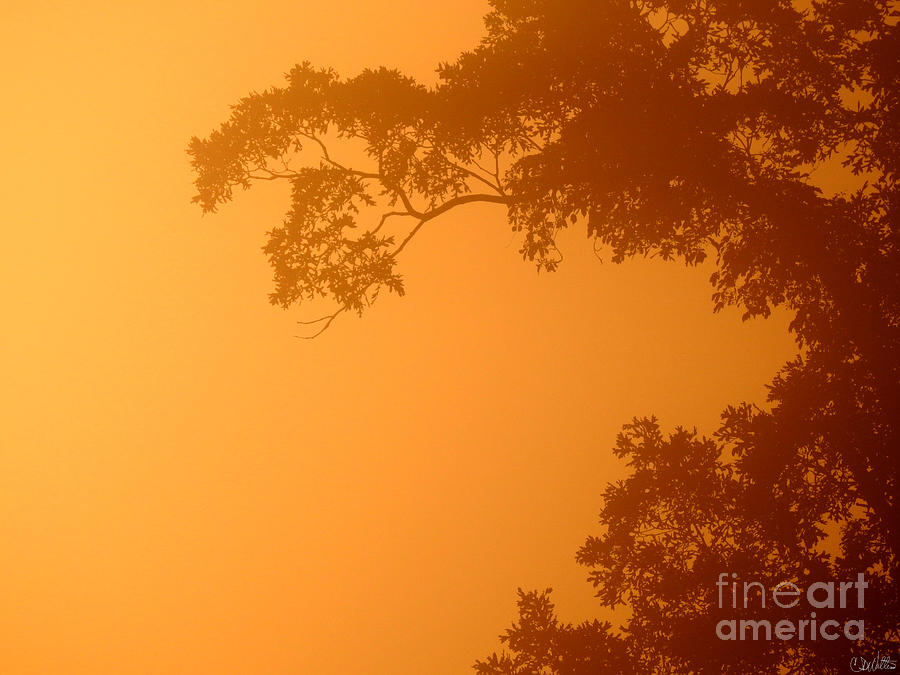 Foggy Morning Trees 2 Digital Art by Craig Walters