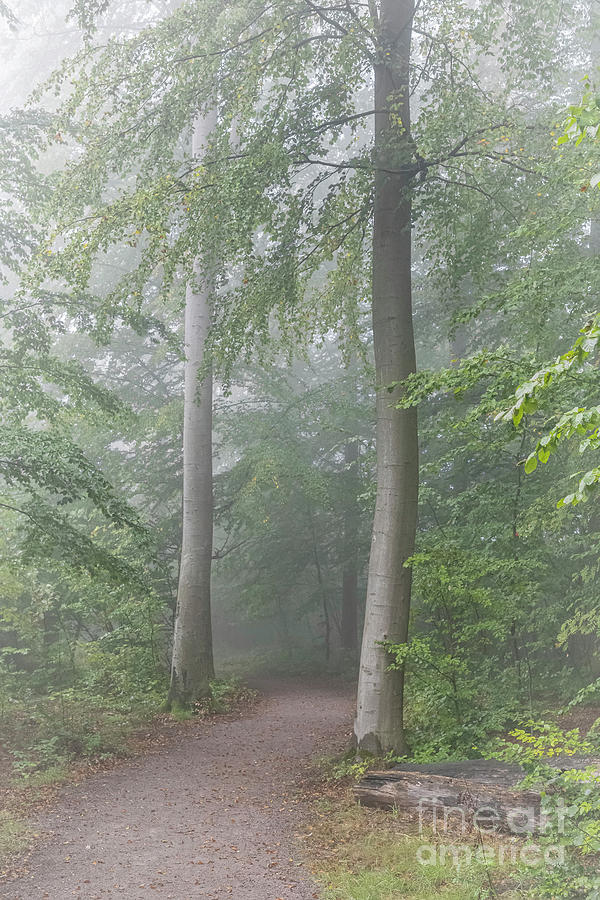Foggy Morning Woodlands Path Photograph
