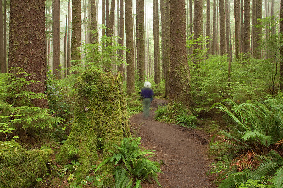 Foggy Olympic National Park Trail With Photograph by Milehightraveler