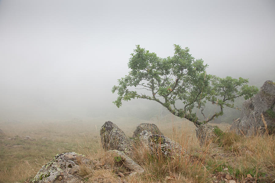 Foggy Pyrenees Tree Photograph by Billy Currie Photography