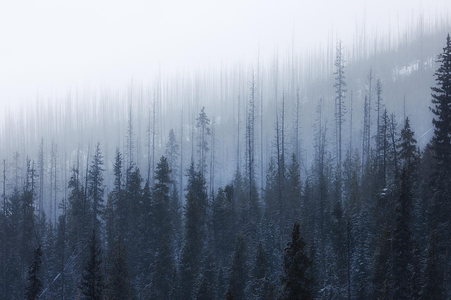 Foggy Rocky Mountain Forest Photograph by Junbo Liang