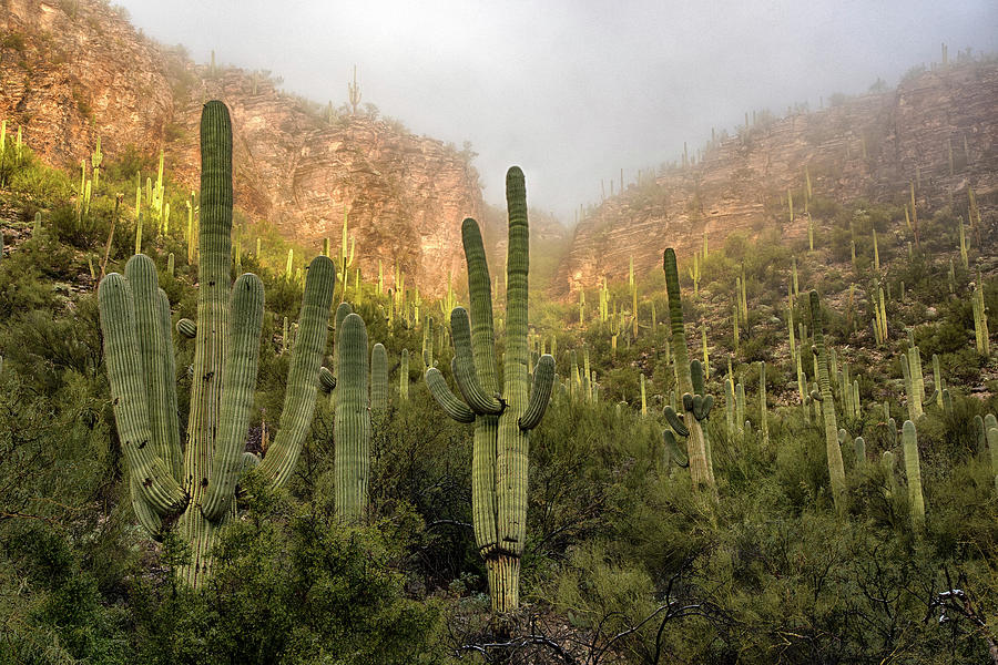 Foggy Saguaro Cactus Photograph by Dave Dilli