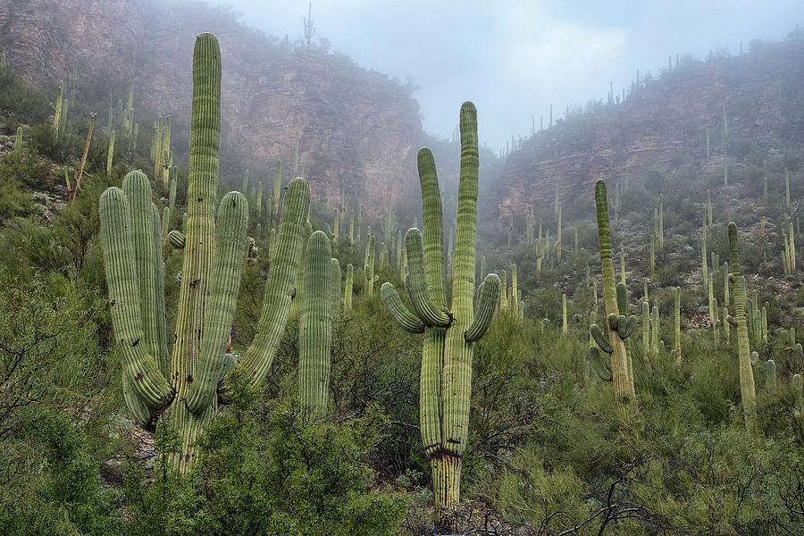 Foggy Saguaro Cactus Landscape Photograph by Dave Dilli