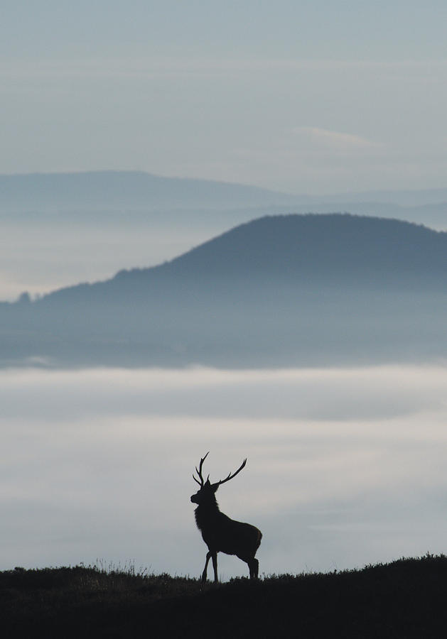 Red Deer Stag Photograph - Foggy Silhouette by Gavin MacRae