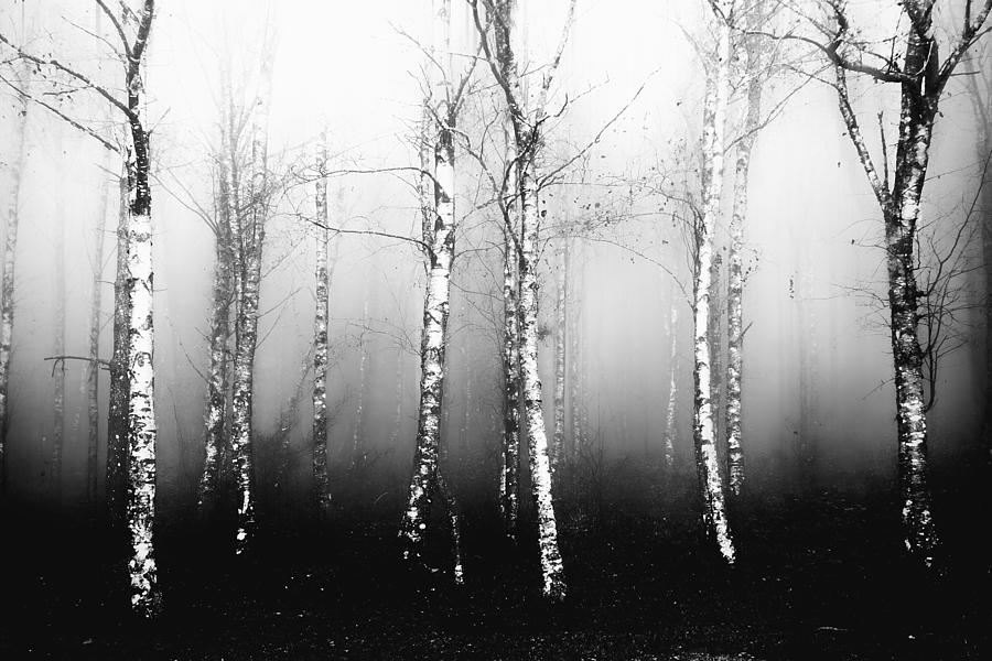 Tree Photograph - Foggy Spooky Forest In Black And White by Mimadeo