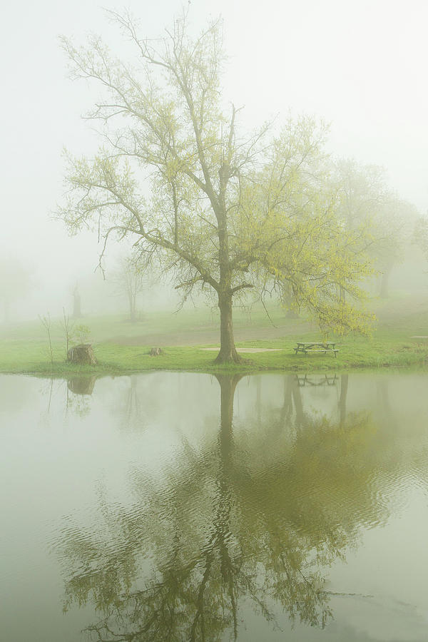 Foggy Spring Photograph By Angie Harris