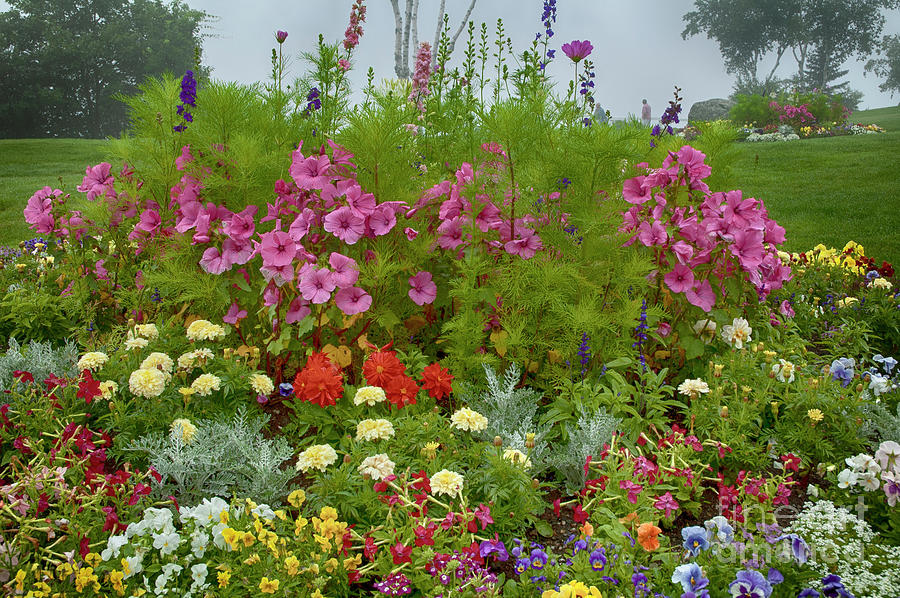 Foggy Summer Display by Ruth H Curtis Foggy Summer Display by Ruth H Curtis