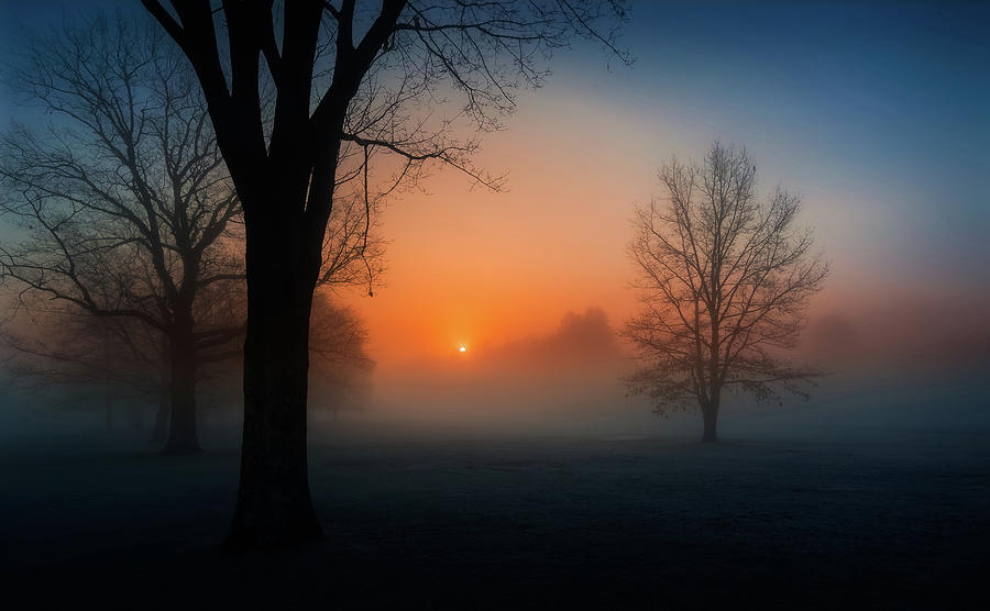 Tree Photograph - Foggy Sunrise by Wei (david) Dai