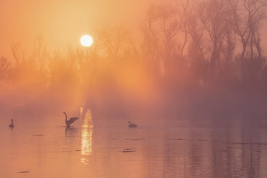 Swan Photograph - Foggy Sunrise by Wei Liu