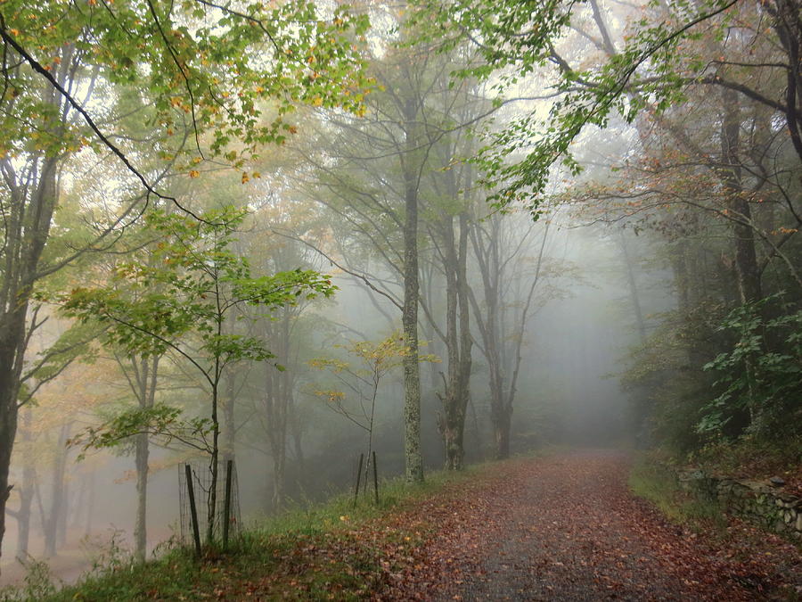 Foggy Trail at Bass Lake Photograph by Patricia Joynes