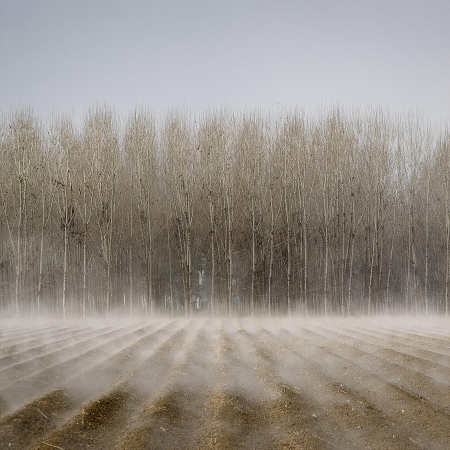 Foggy Trees Photograph by Antonio  Luis Martinez Cano