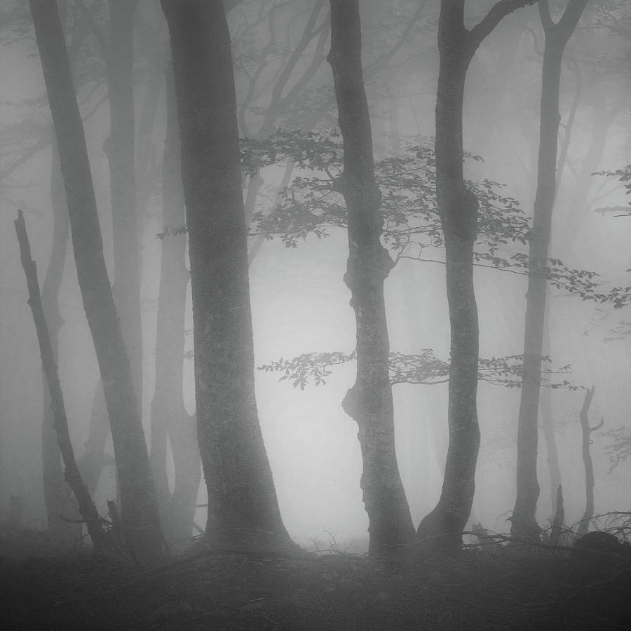 Foggy Trees Photograph by Billy Currie Photography