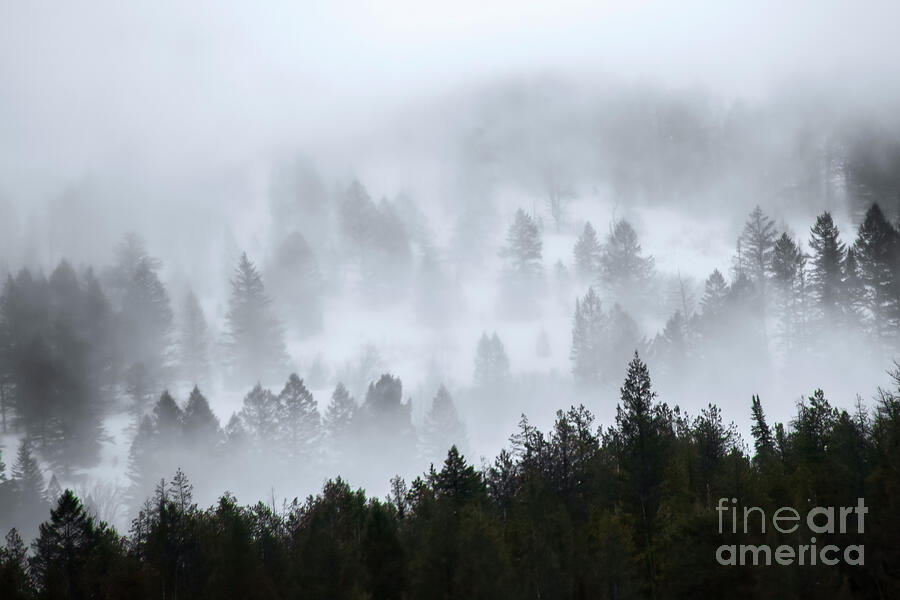 Foggy Trees Photograph
