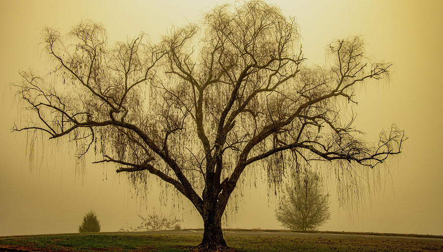 Foggy Willow Photograph by Marcy Wielfaert