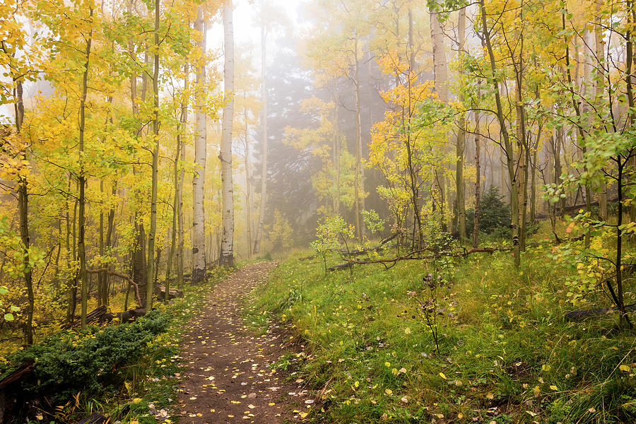Foggy Winsor Trail Aspens In Autumn 2 - Santa Fe National Forest New Mexico Photograph by Brian Harig