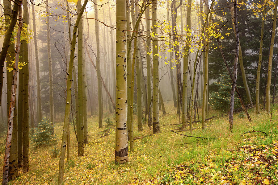 Foggy Winsor Trail Aspens In Autumn - Santa Fe National Forest New Mexico Photograph by Brian Harig