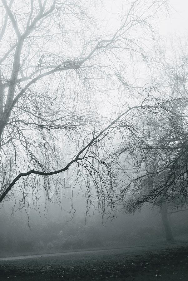 Tree Photograph - Foggy Winter Morning 2 by Elizabeth Allen