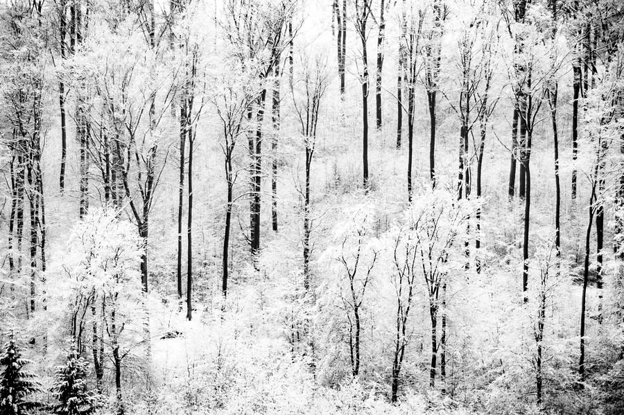 Nature Photograph - Foggy Winter Snowy Trees In Forest by Christian Kohlhausen