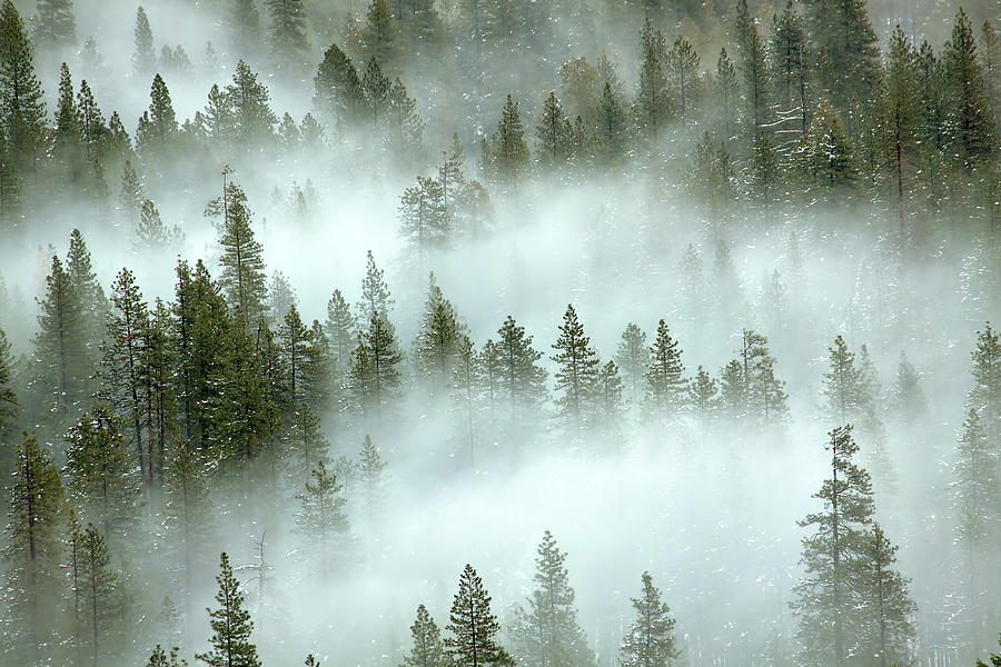 Foggy Yosemite Valley Photograph by Jtbaskinphoto